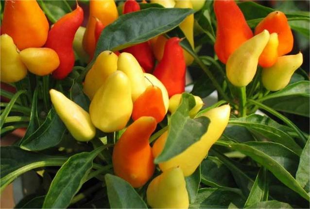 1689316303574270.jpg 17886173_1.jpg