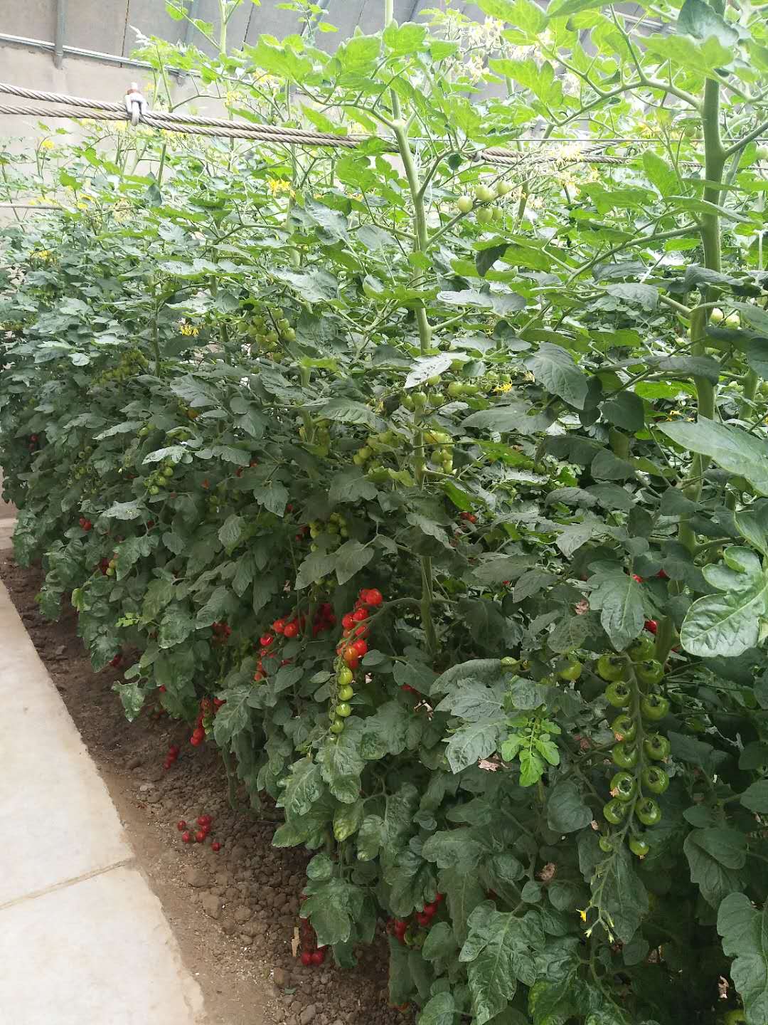 国产91视频网站地址案例