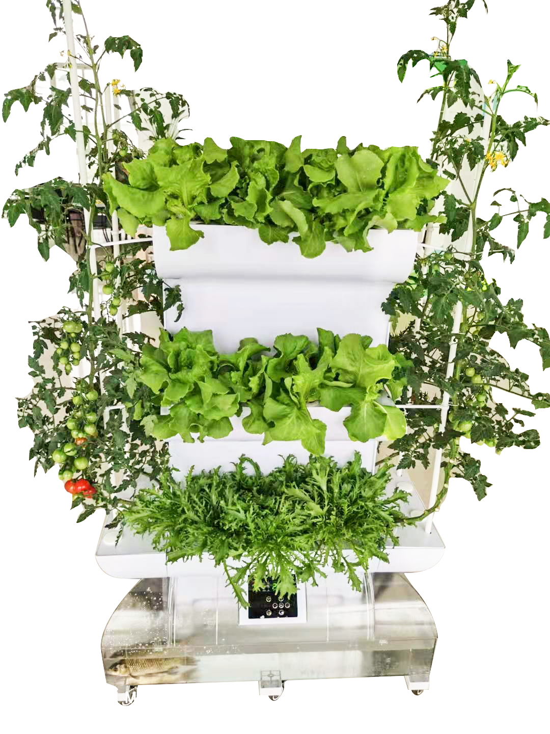 陽台蔬菜91视频APP在线观看機